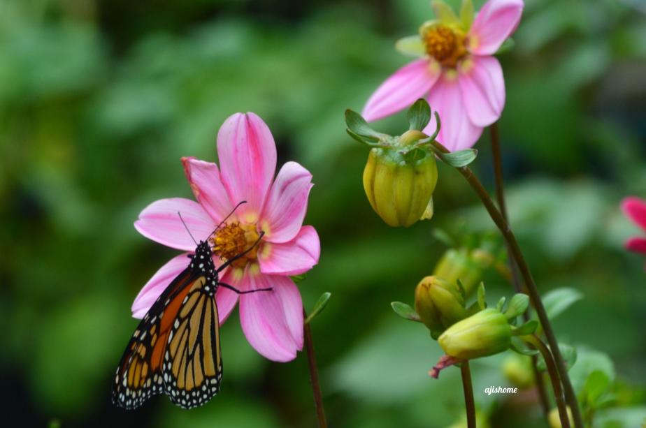 Garden Snapshot- 61