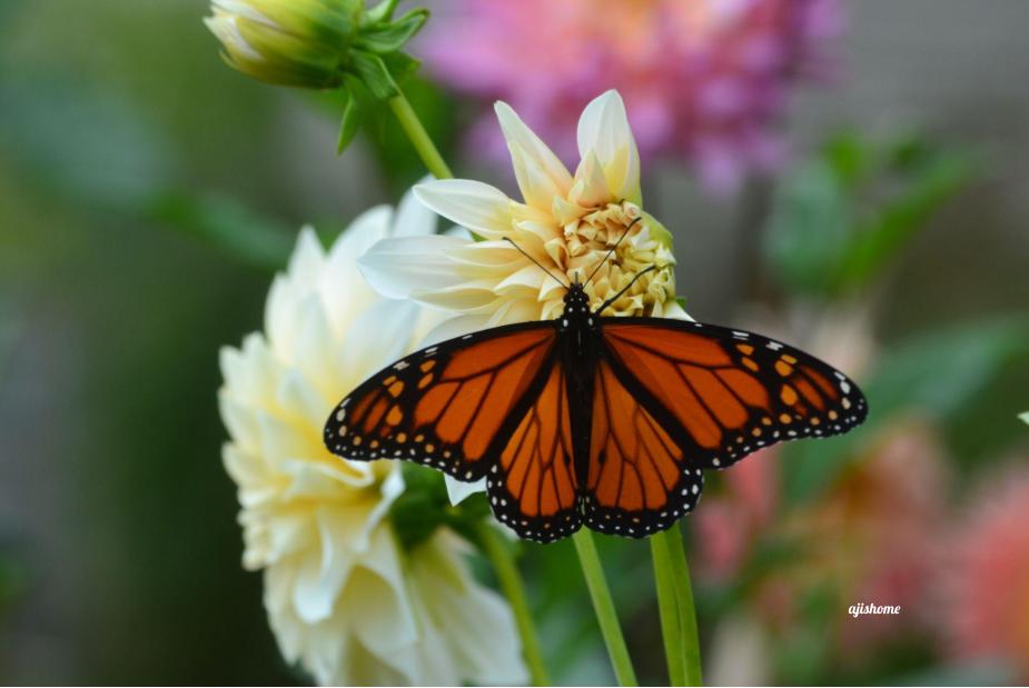 Garden Snapshot -62