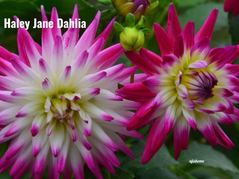 Haley Jane Dahlia