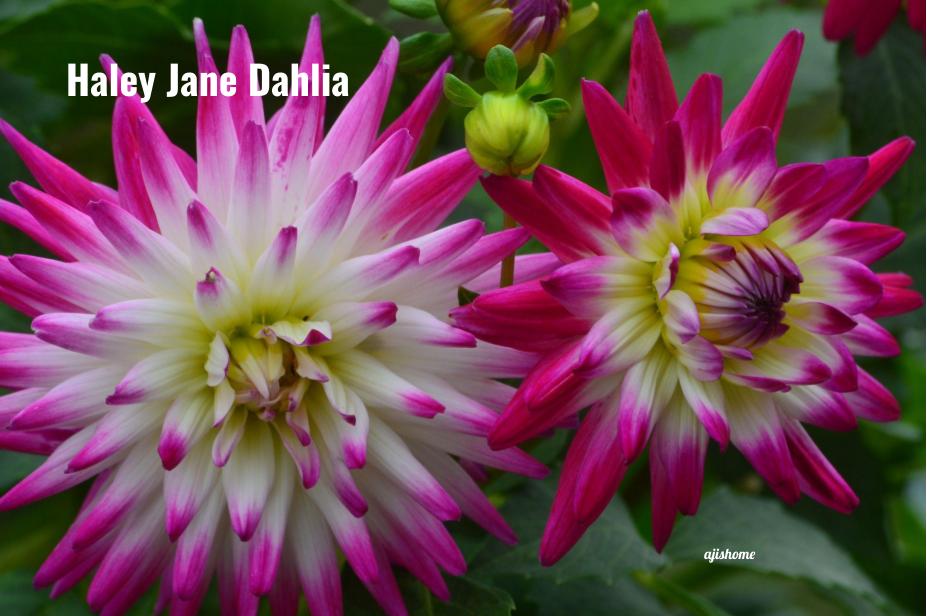 Haley Jane Dahlia